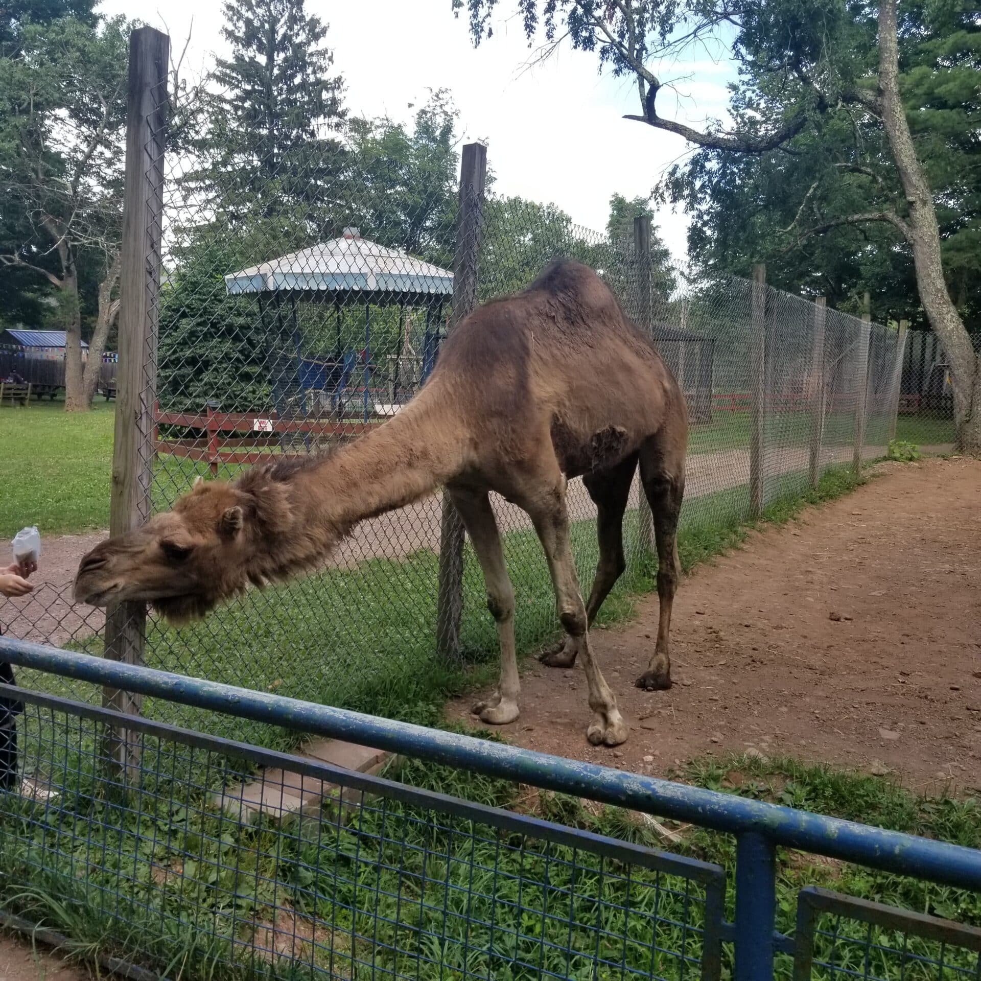Bailiwick Animal Park And Riding Stables Catskill NY Been There bailiwick-animal-park-and-riding-stables-catskill-ny-been-there