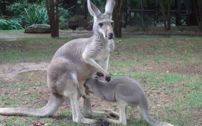 Nashville Zoo at Grassmere: Nashville, TN