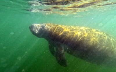 River Ventures: Crystal River, FL