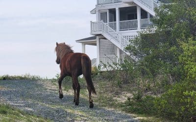 Wild Horses-Corolla Beach: Corolla, NC
